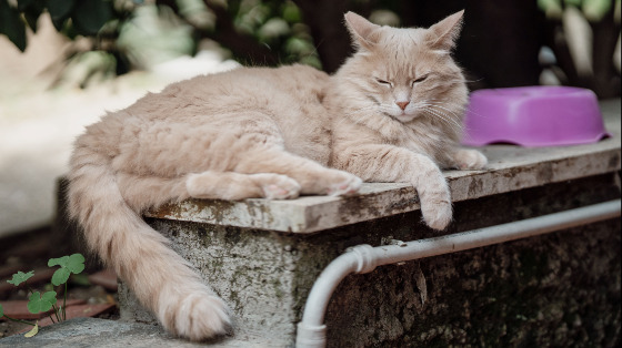 Prenditi cura dei gatti di Val Cannuta