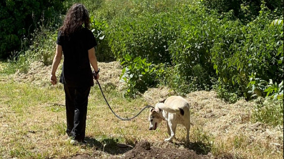 Passeggiate, coccole, carezze e…. Bau Bau!