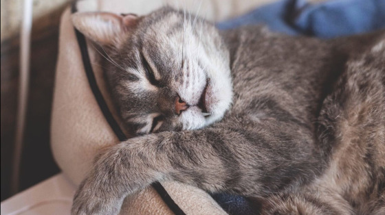 Pappa e coccole ai gatti della Casetta