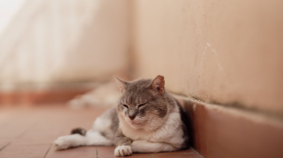 Aiutaci ad accudire i gatti di Val Cannuta