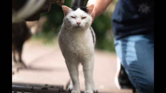 Prenditi cura dei gatti di Val Cannuta