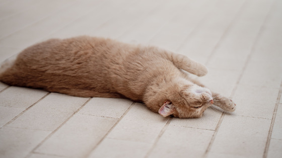 Prenditi cura dei gatti di Val Cannuta