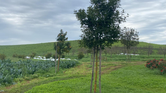 Allestiamo insieme le zone d’ombra e i gazebi della nostra azienda agricola! Ti va di darci una mano?