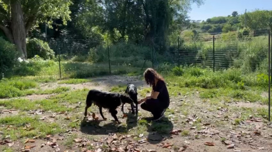 Portiamo a passeggio e prendiamoci cura dei cani