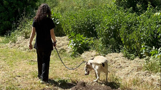 Portiamo a passeggio e prendiamoci cura dei cani