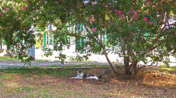 Pappa e coccole ai gatti della Casetta